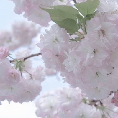 长宁福瑞交流群